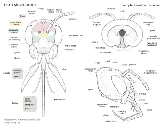 Bee Morphology Diagram 2