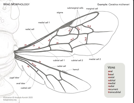 Bee Morphology Diagram 2